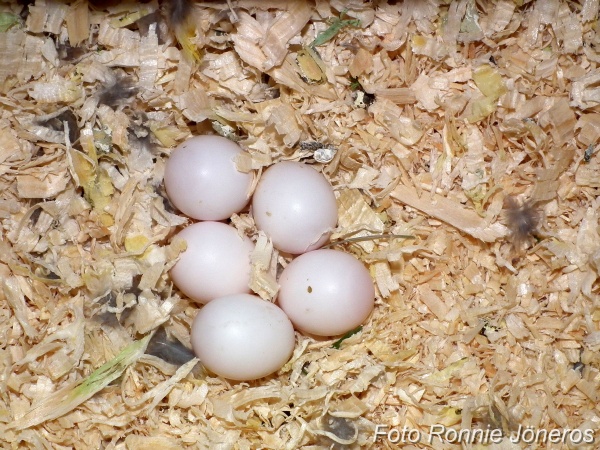 Splendid ägg